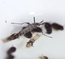 Mosquitos transgênicos ganham espaço em meio a falhas e manipulações