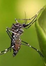 Parecer Técnico sobre pedido de liberação comercial da linhagem OX513A de Aedes aegypti, geneticamente modificada